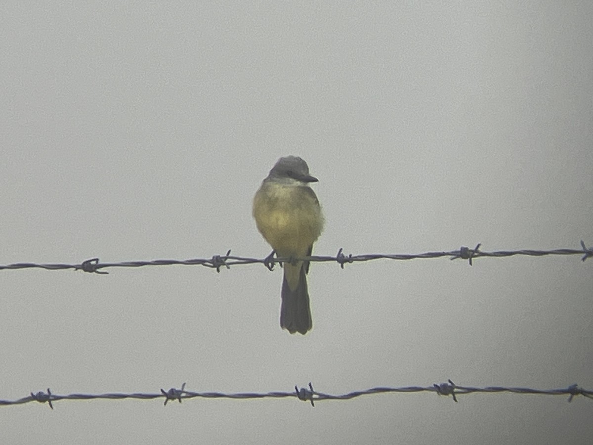 Tropical Kingbird - ML644956994