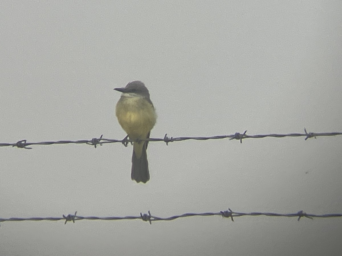 Tropical Kingbird - ML644956995