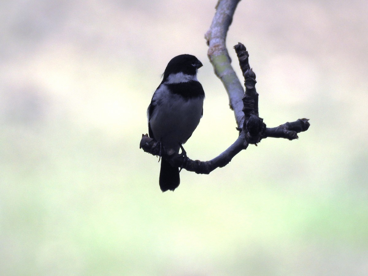 Morelet's Seedeater - ML644957000