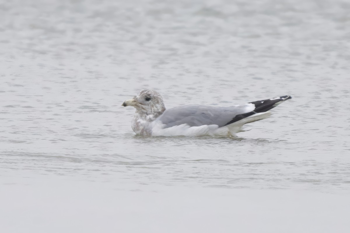 racek jezerní - ML644957028