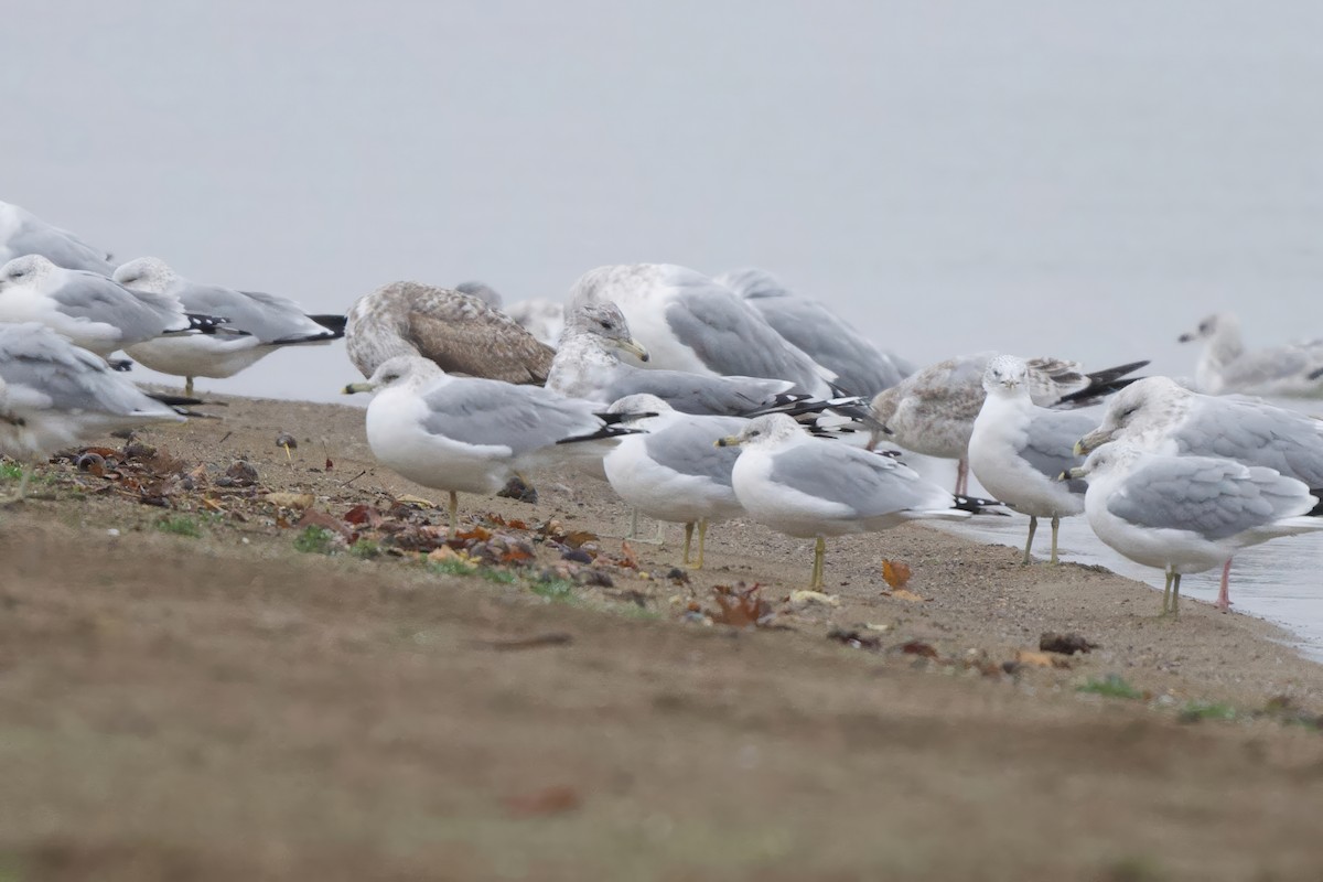 racek jezerní - ML644957029