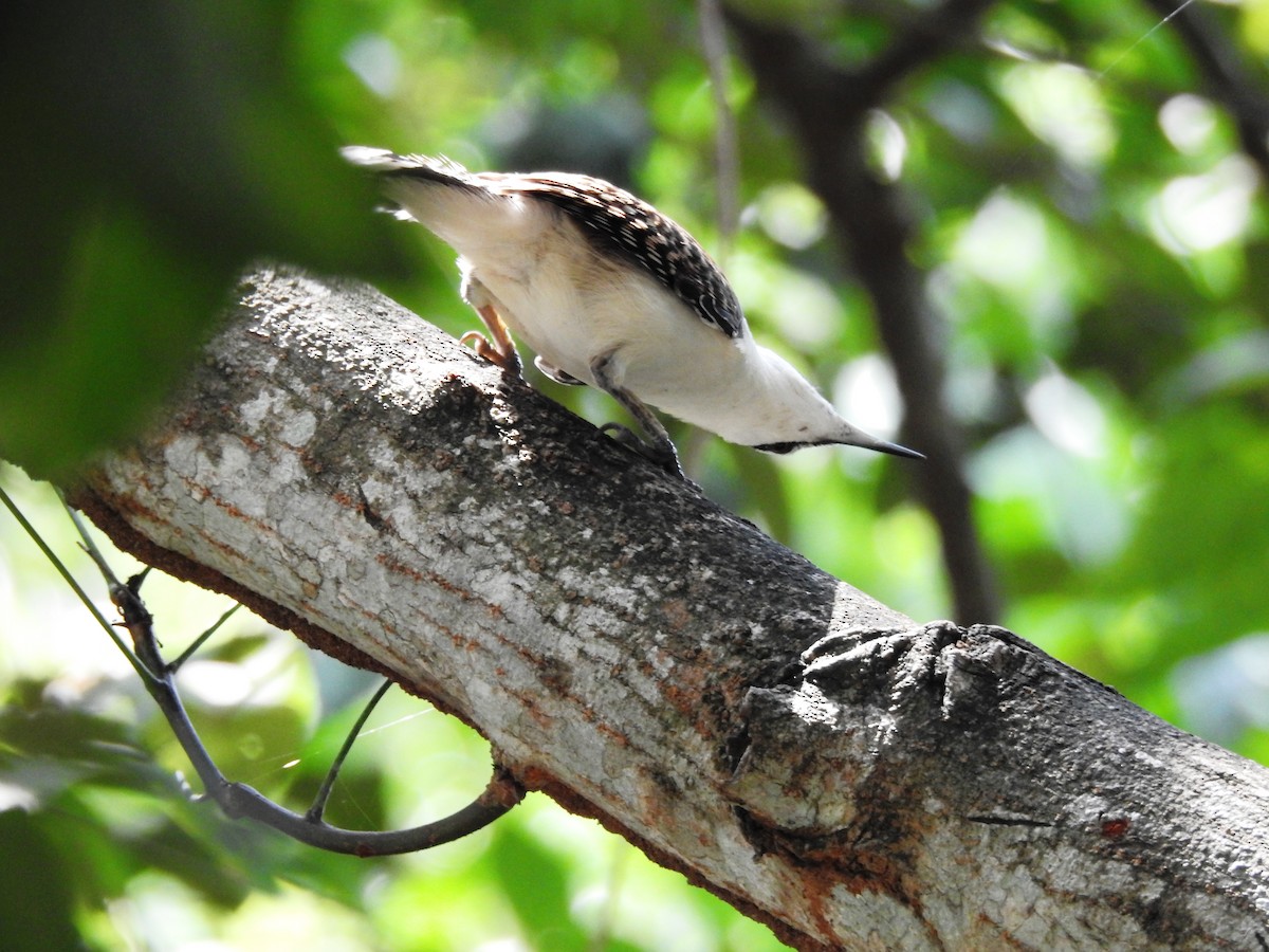 Rufous-backed Wren - ML644957030