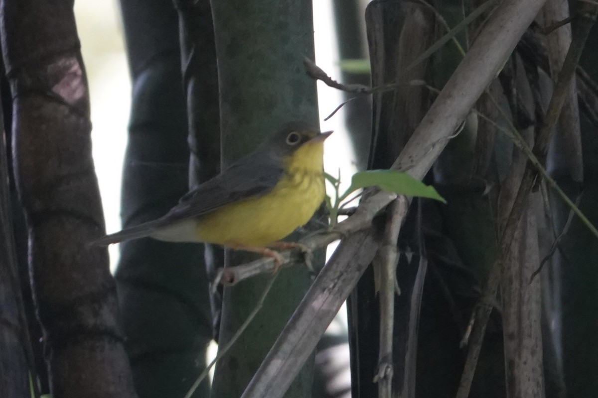 Reinita Canadiense - ML644957031