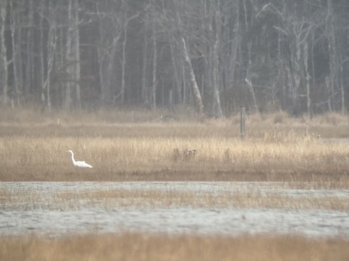 Great Egret - ML644957032