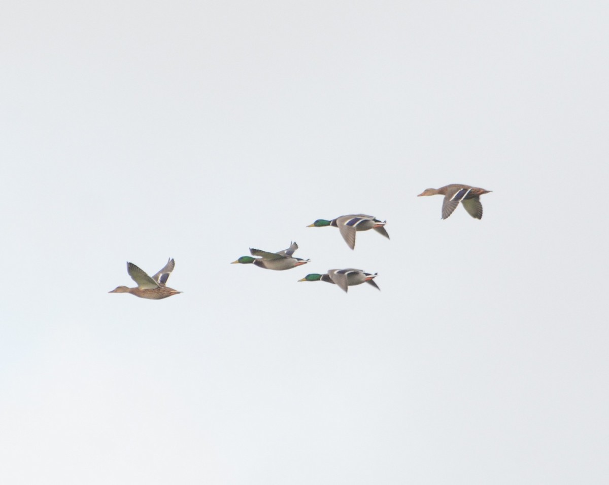 Mallard - ML644957035