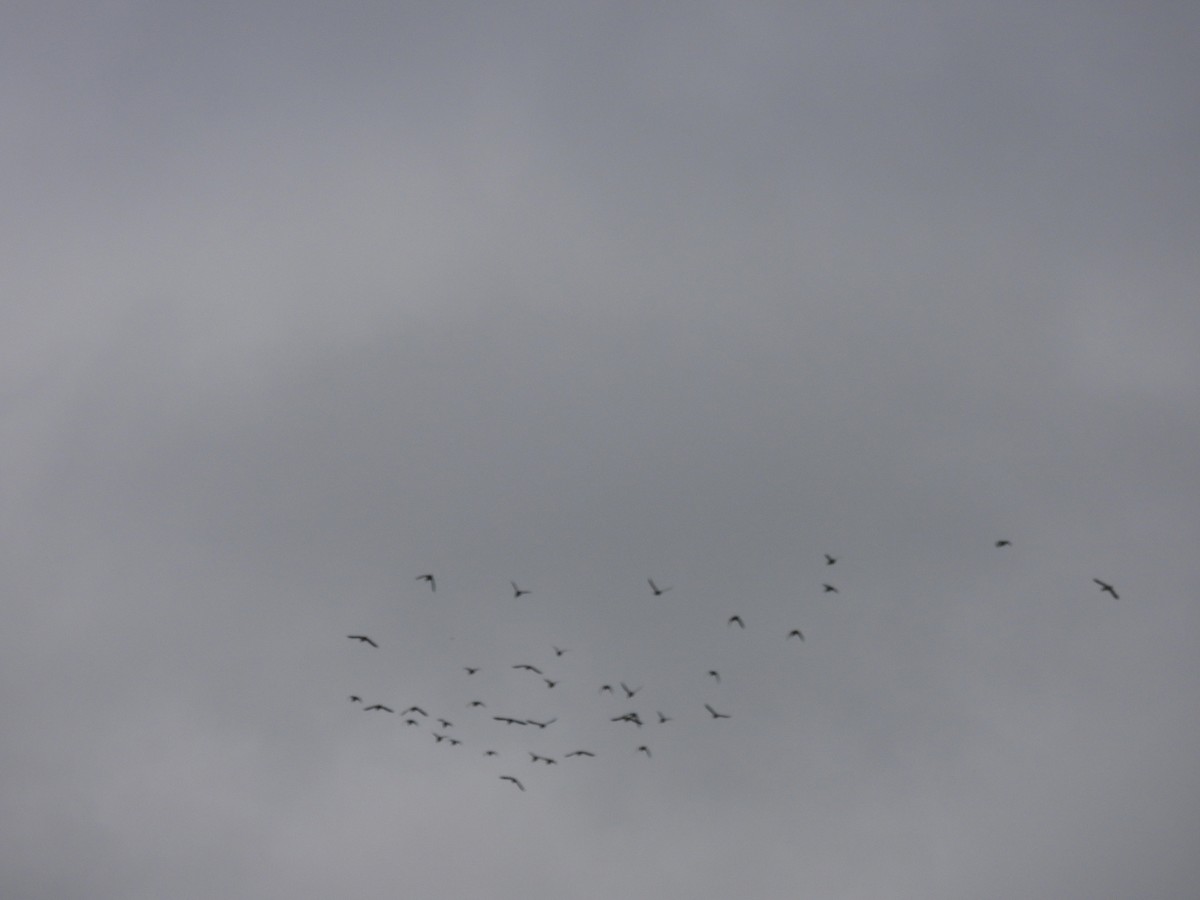 duck sp. - ML644957036