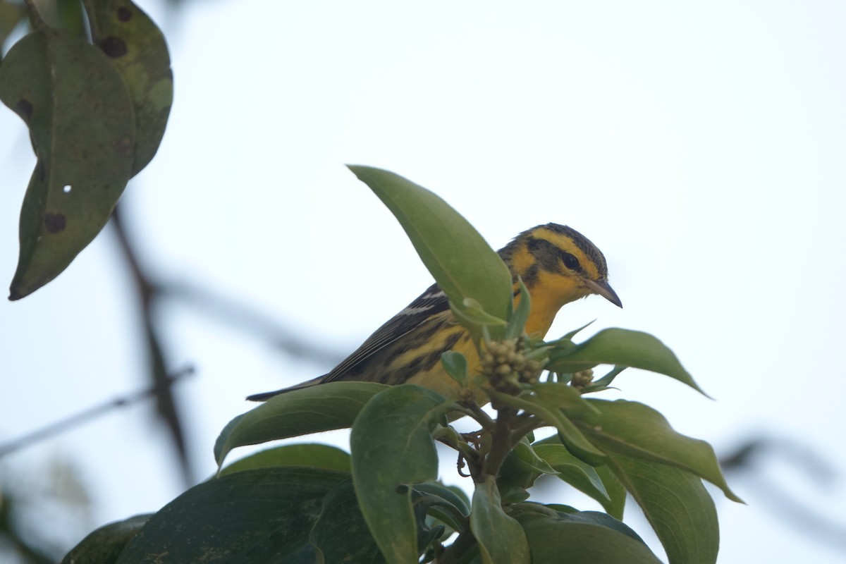 Reinita Gorjinaranja - ML644957043