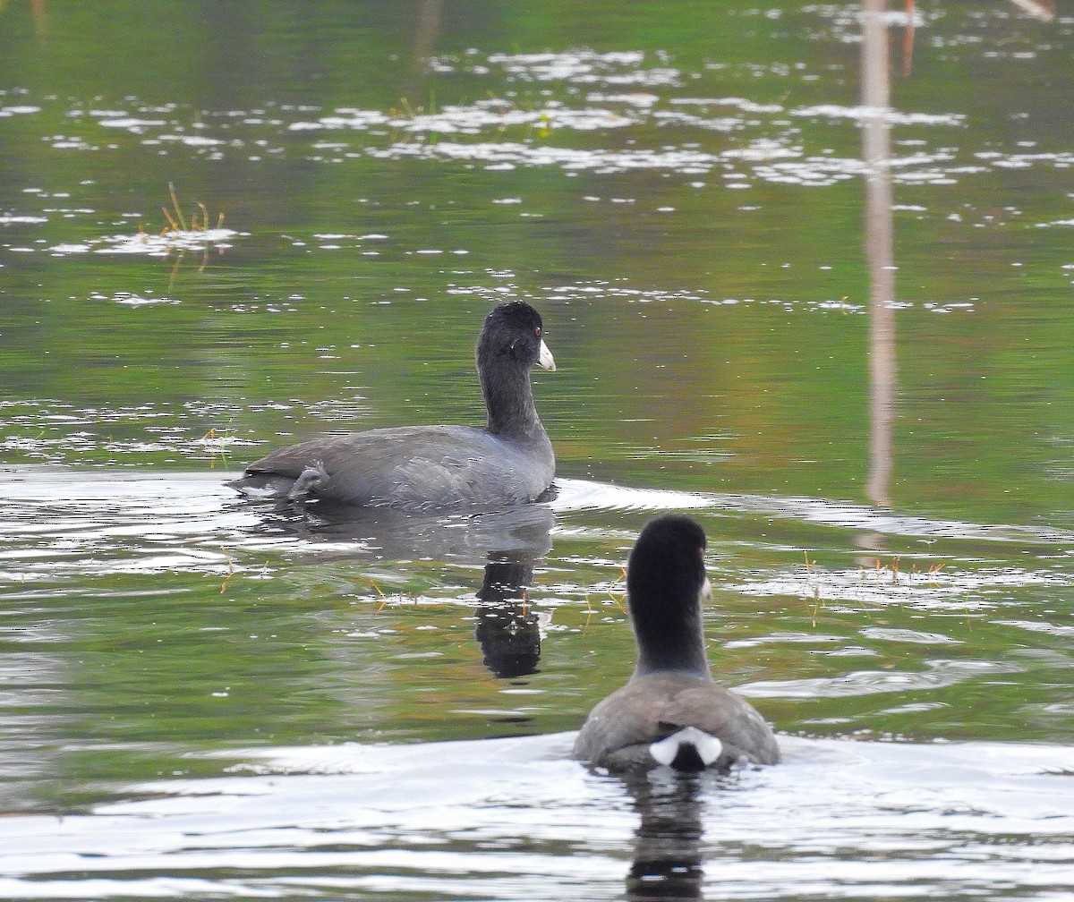 American Coot - ML644957046