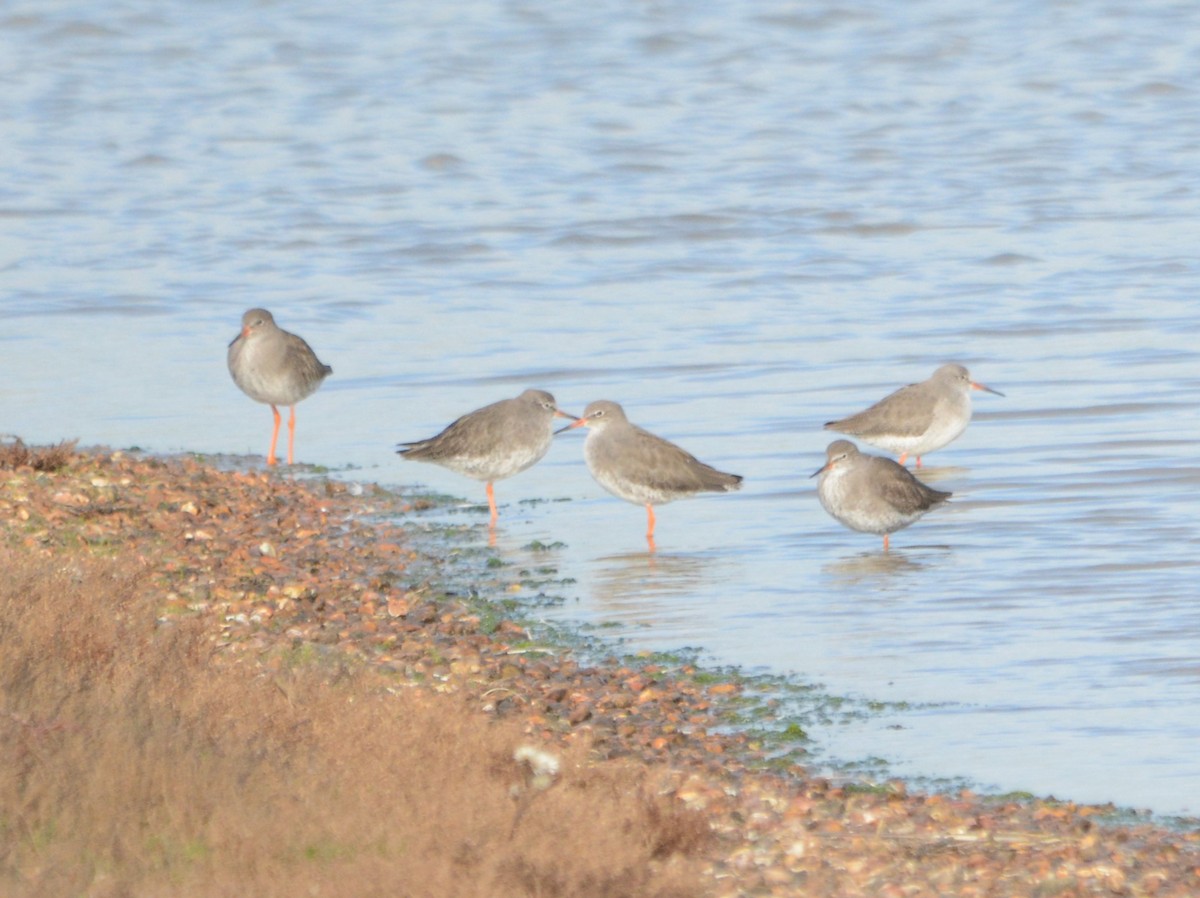 Common Redshank - ML644957051
