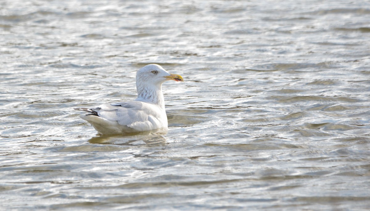European Herring Gull - ML644957066