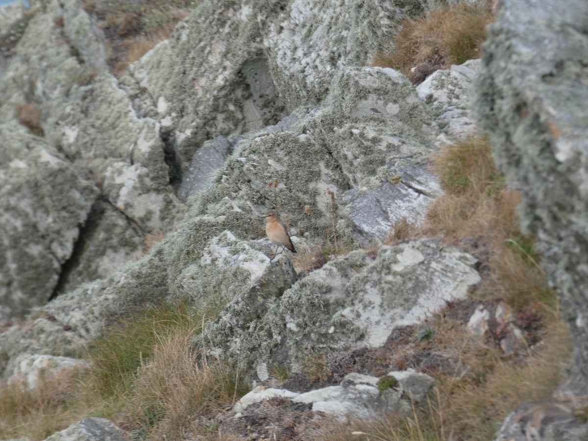Northern Wheatear (Eurasian) - ML644957085