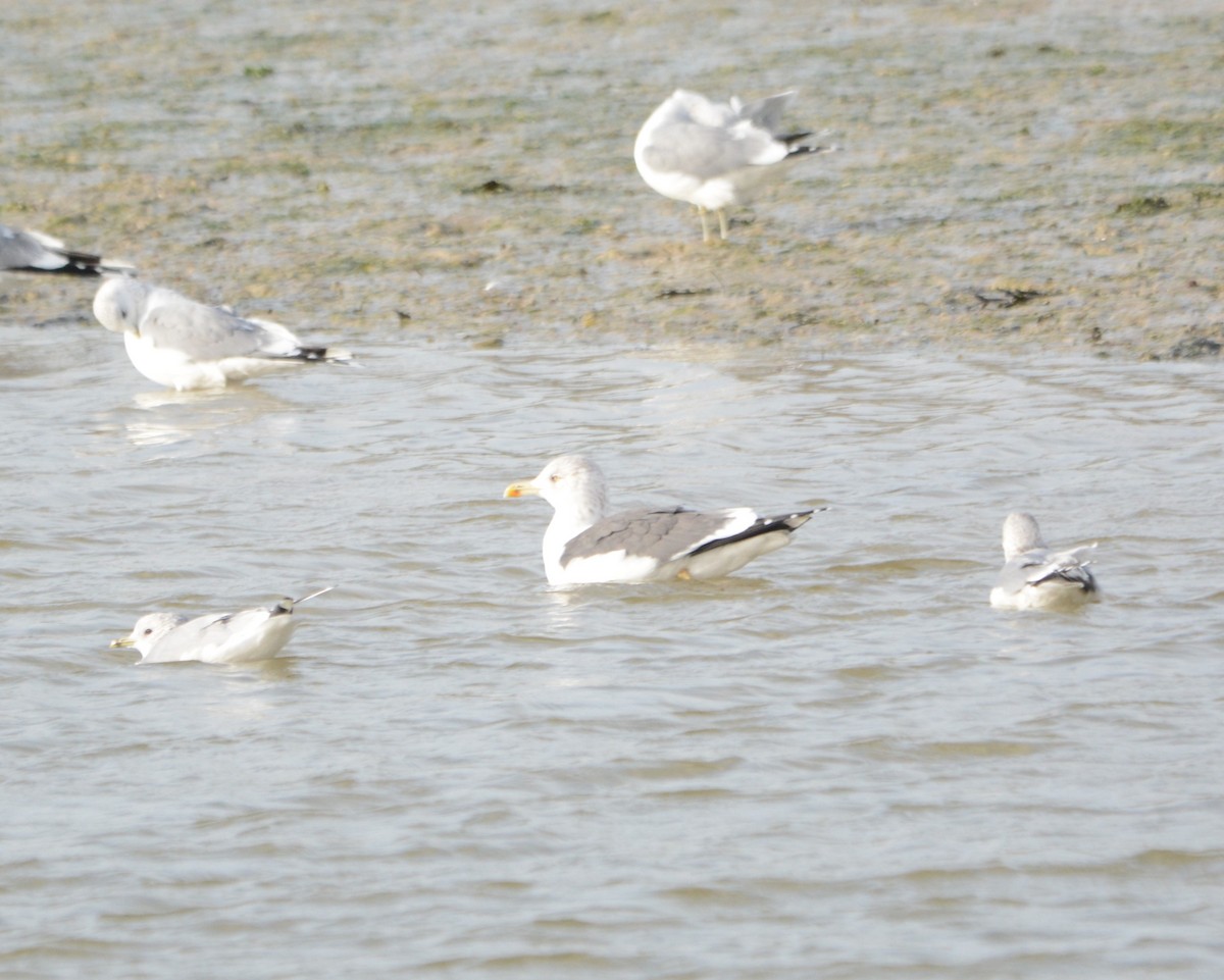 Lesser Black-backed Gull - ML644957088