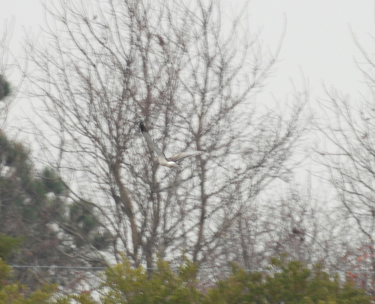 Northern Harrier - ML644957089