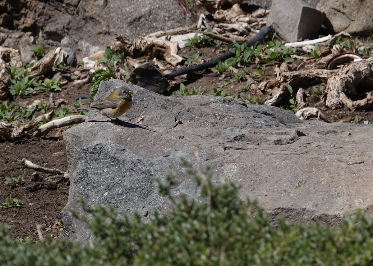 Gray-hooded Sierra Finch - ML644957090