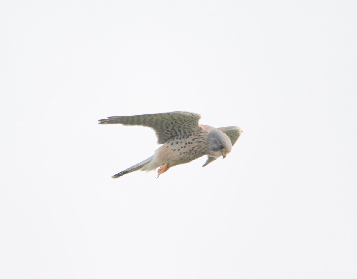 Eurasian Kestrel - ML644957104
