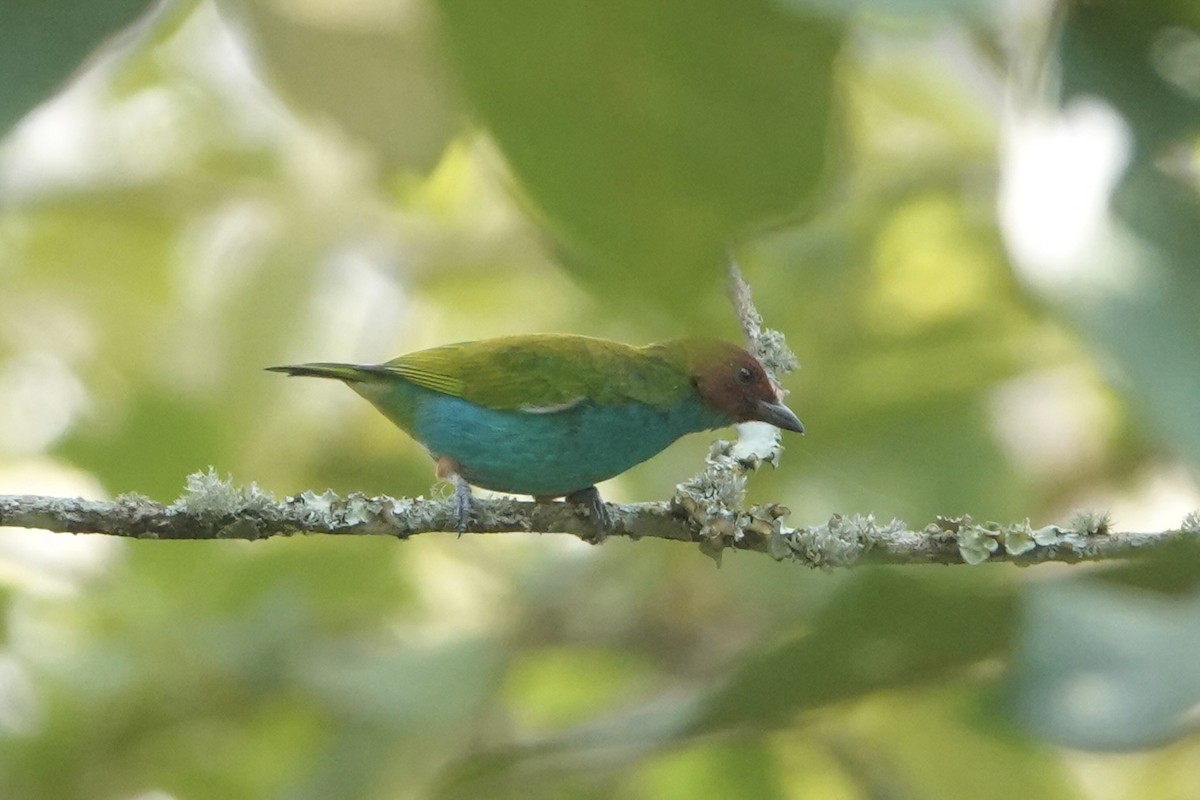 Рыжеголовая танагра - ML644957105