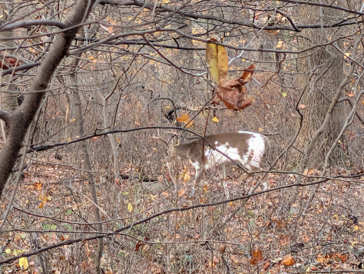 Northern White-tailed Deer - ML644957112