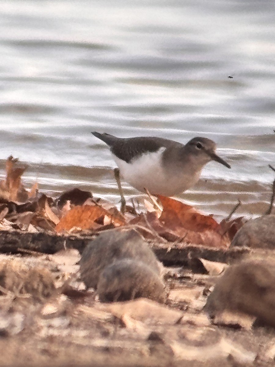 Spotted Sandpiper - ML644957114