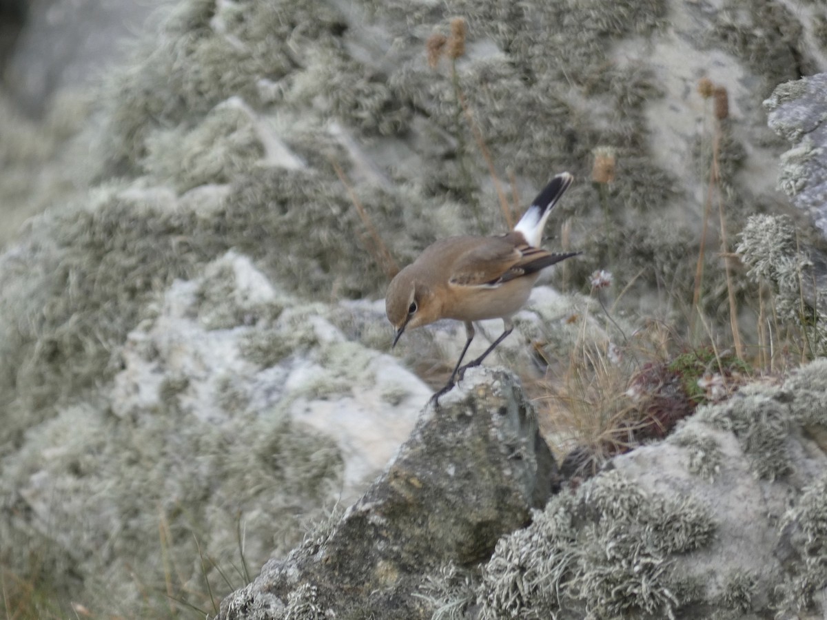 Northern Wheatear (Eurasian) - ML644957129