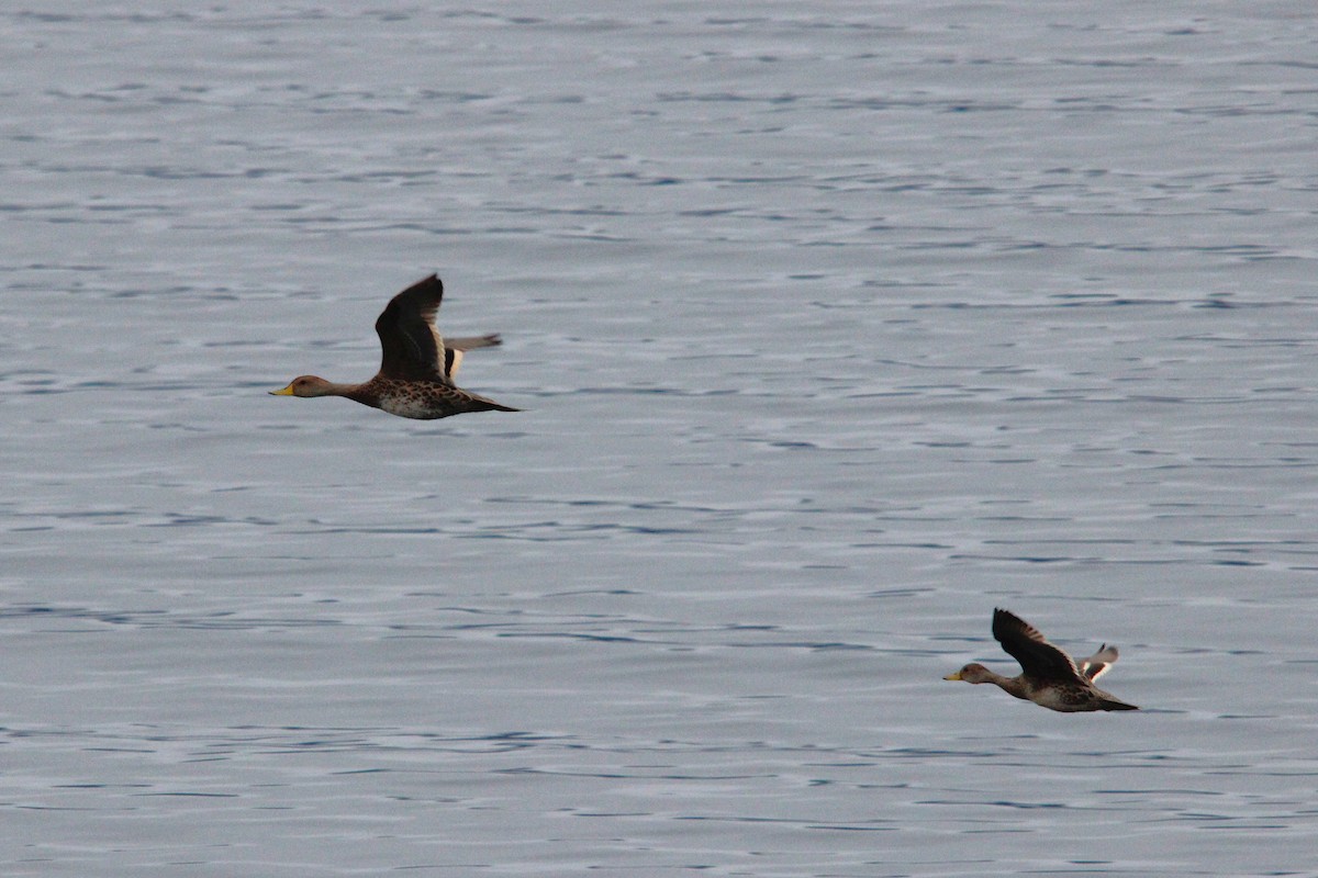 gulnebbstjertand - ML644957135