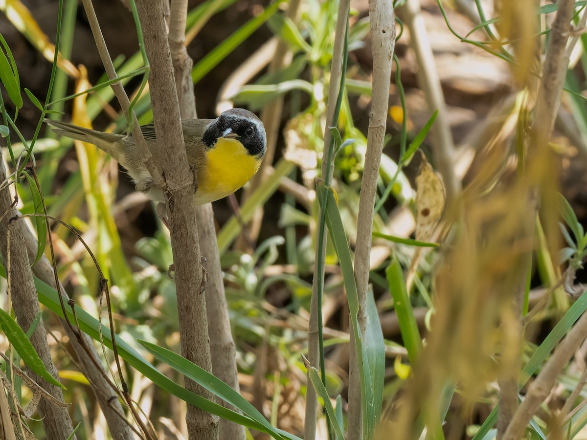 Common Yellowthroat - ML644957136