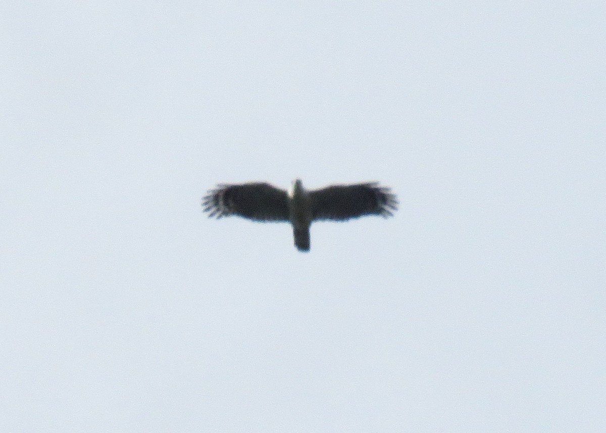 White-collared Kite - ML644957147