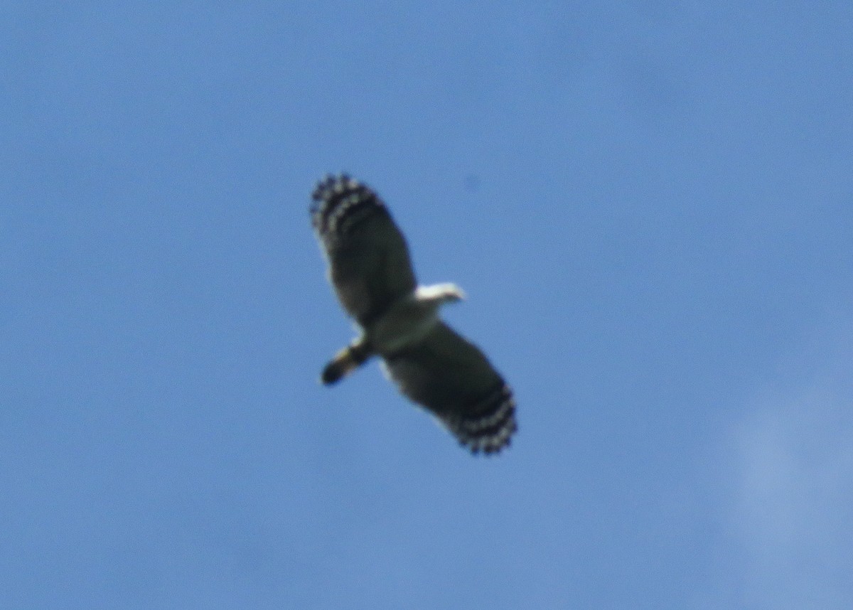 White-collared Kite - ML644957148