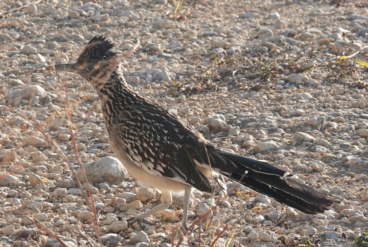 Greater Roadrunner - ML644957150