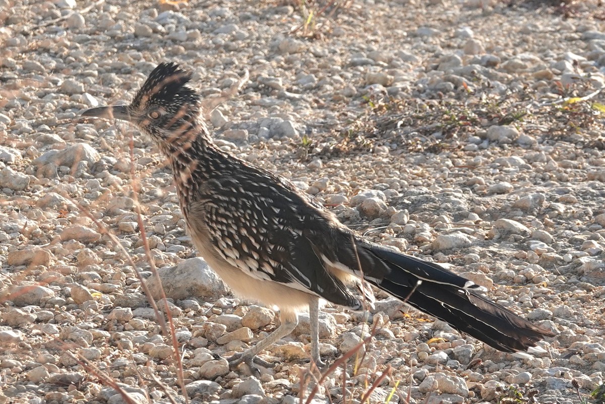 Greater Roadrunner - ML644957151