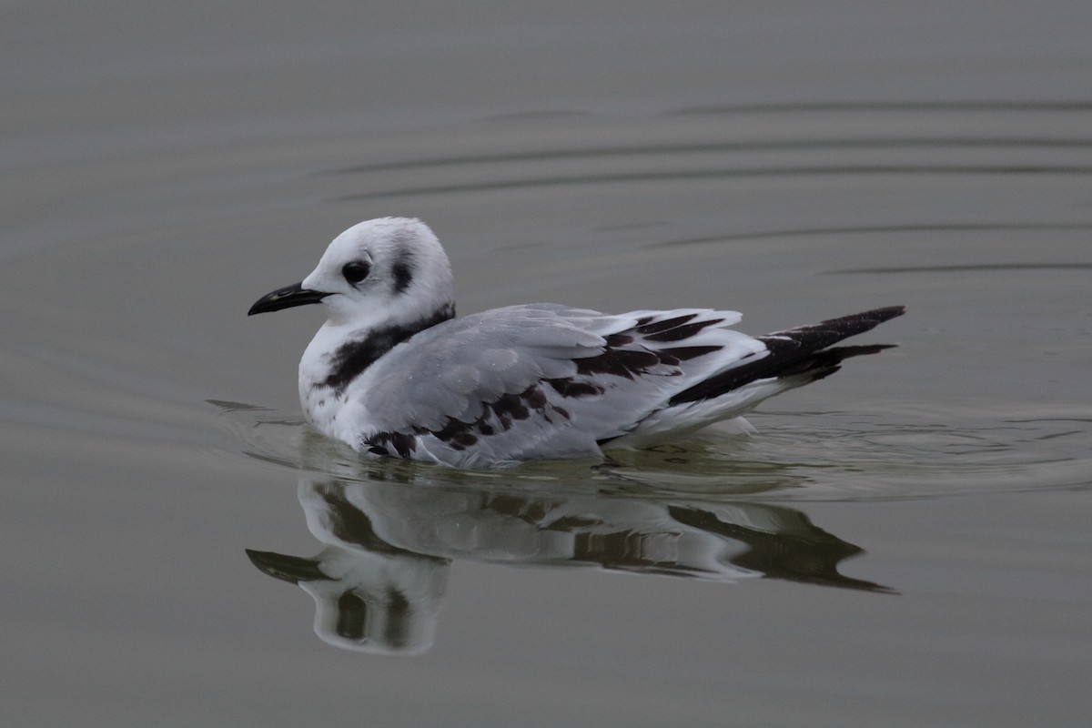 Black-legged Kittiwake - ML644957188