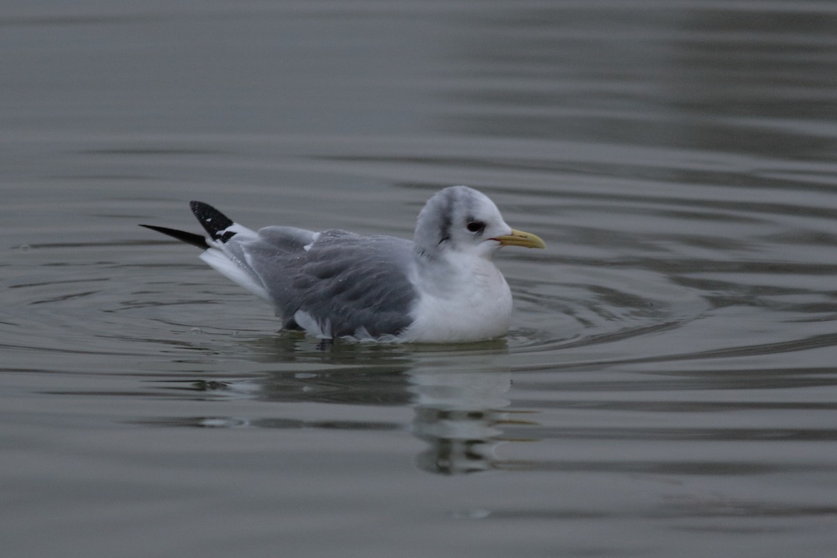 Black-legged Kittiwake - ML644957192