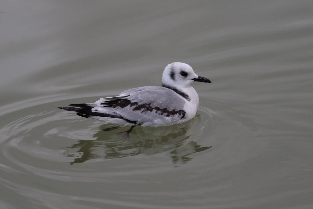 Black-legged Kittiwake - ML644957193