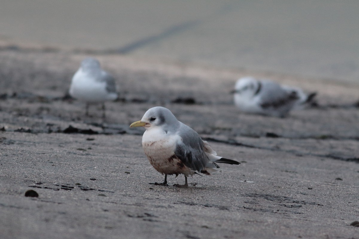 Black-legged Kittiwake - ML644957197
