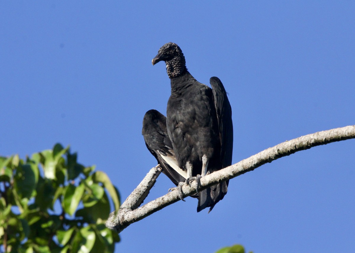 Чёрная катарта - ML644957200