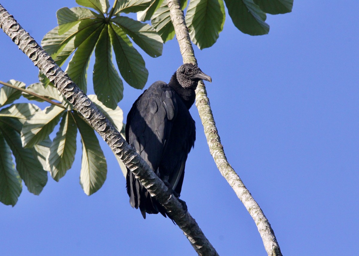 Чёрная катарта - ML644957202