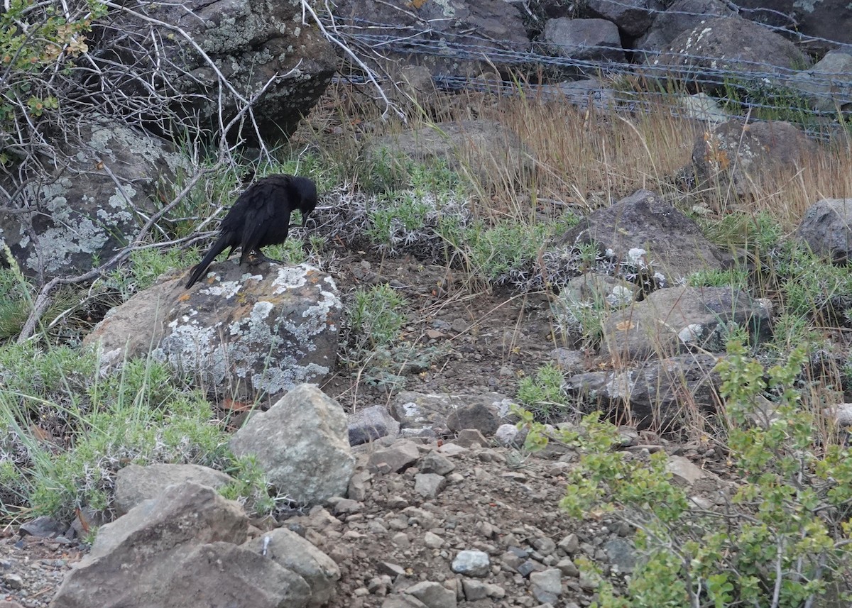 Austral Blackbird - ML644957205