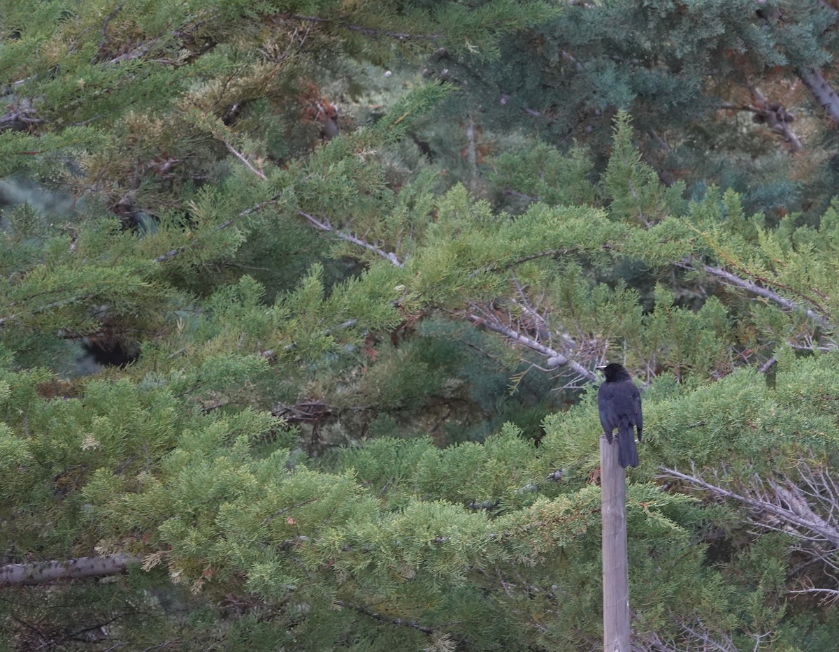 Austral Blackbird - ML644957207