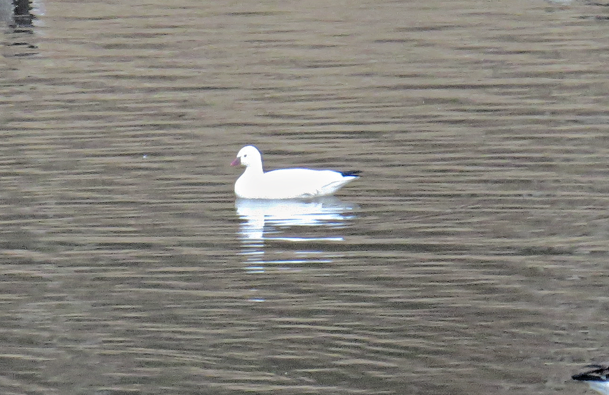 Ross's Goose - ML644957216