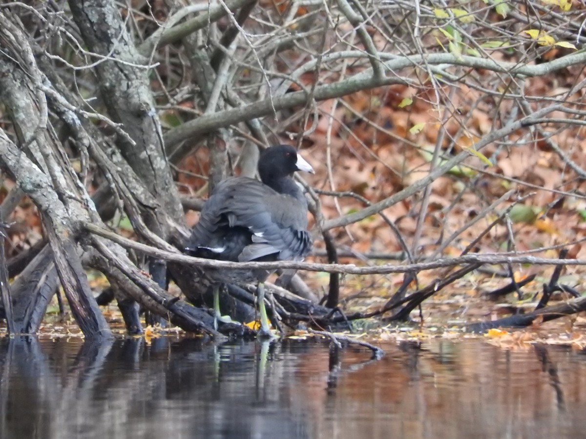 lyska americká - ML644957221