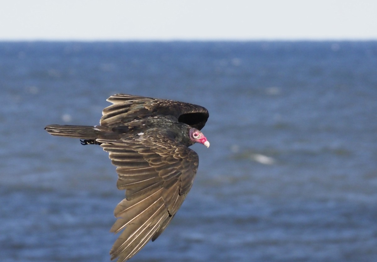 Truthahngeier - ML644957245