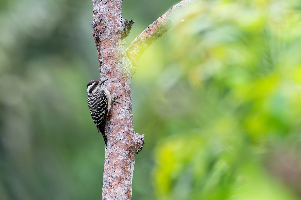 Sunda Pygmy Woodpecker - ML644957281