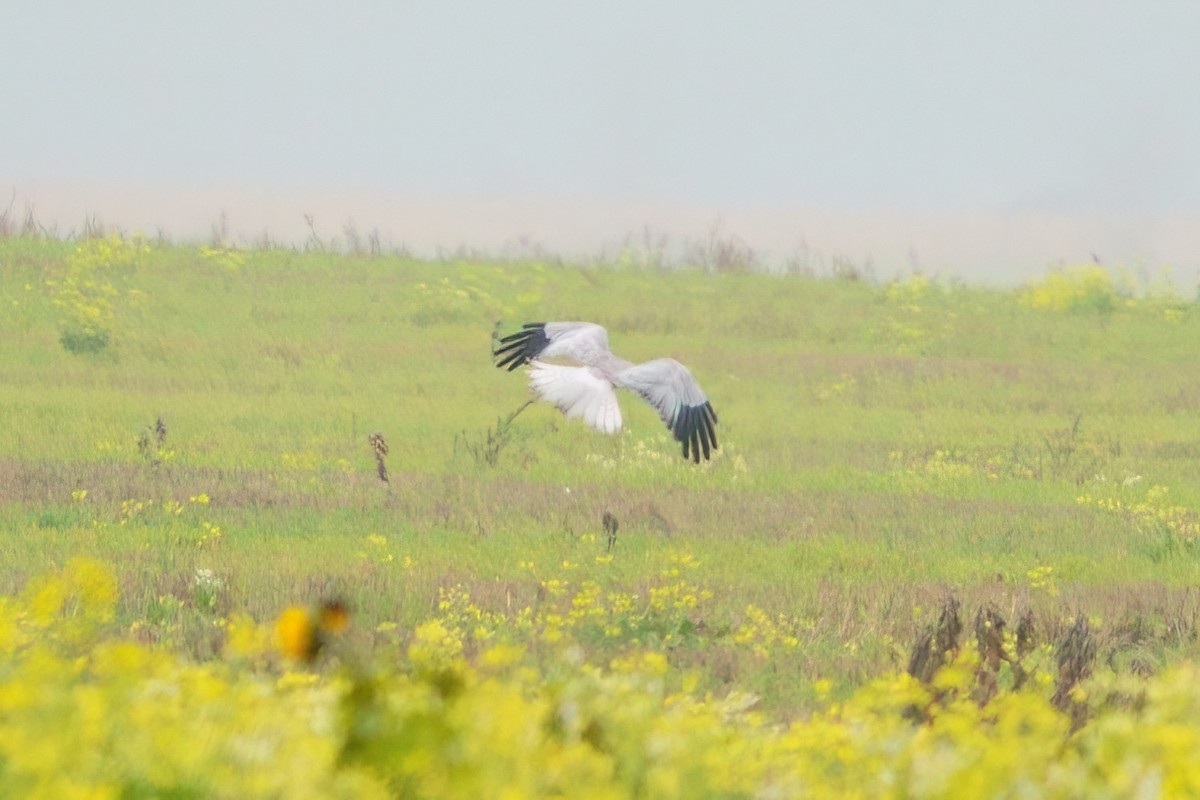 Hen Harrier - ML644957289