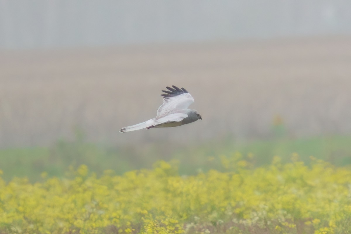 Hen Harrier - ML644957291
