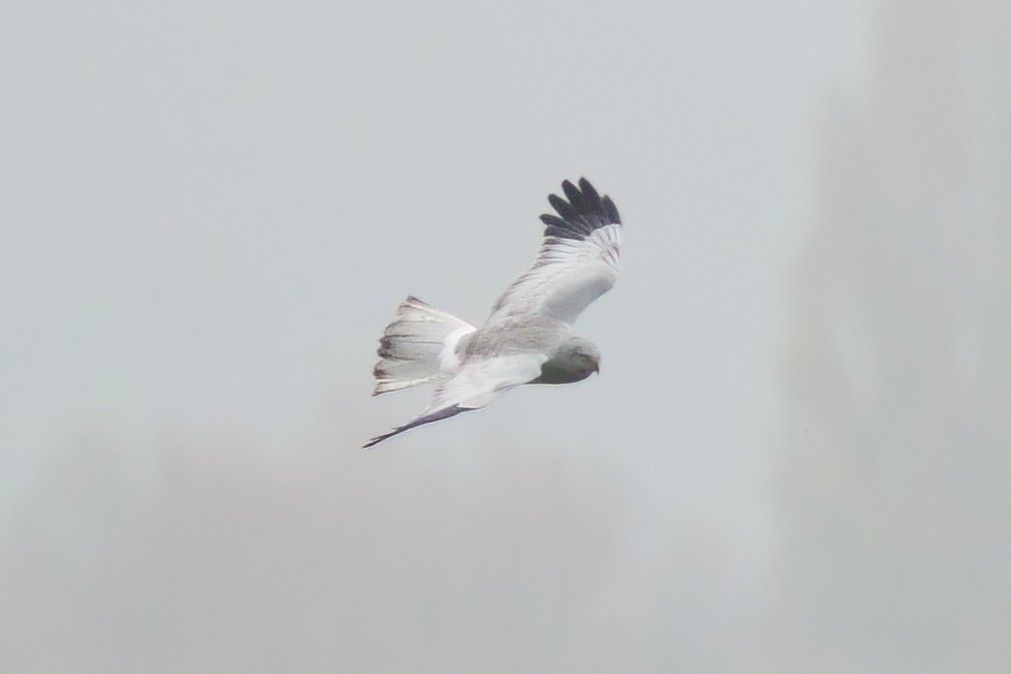 Hen Harrier - ML644957292