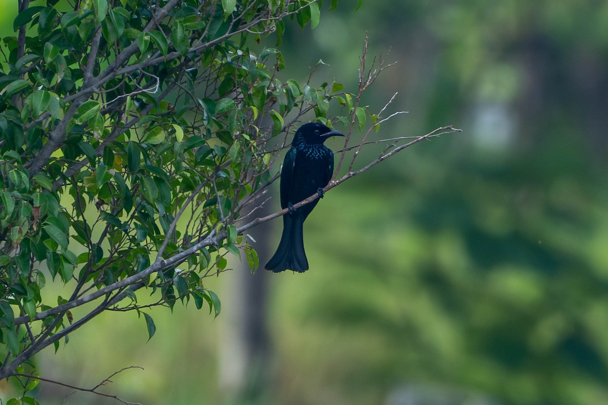 Hair-crested Drongo - ML644957324