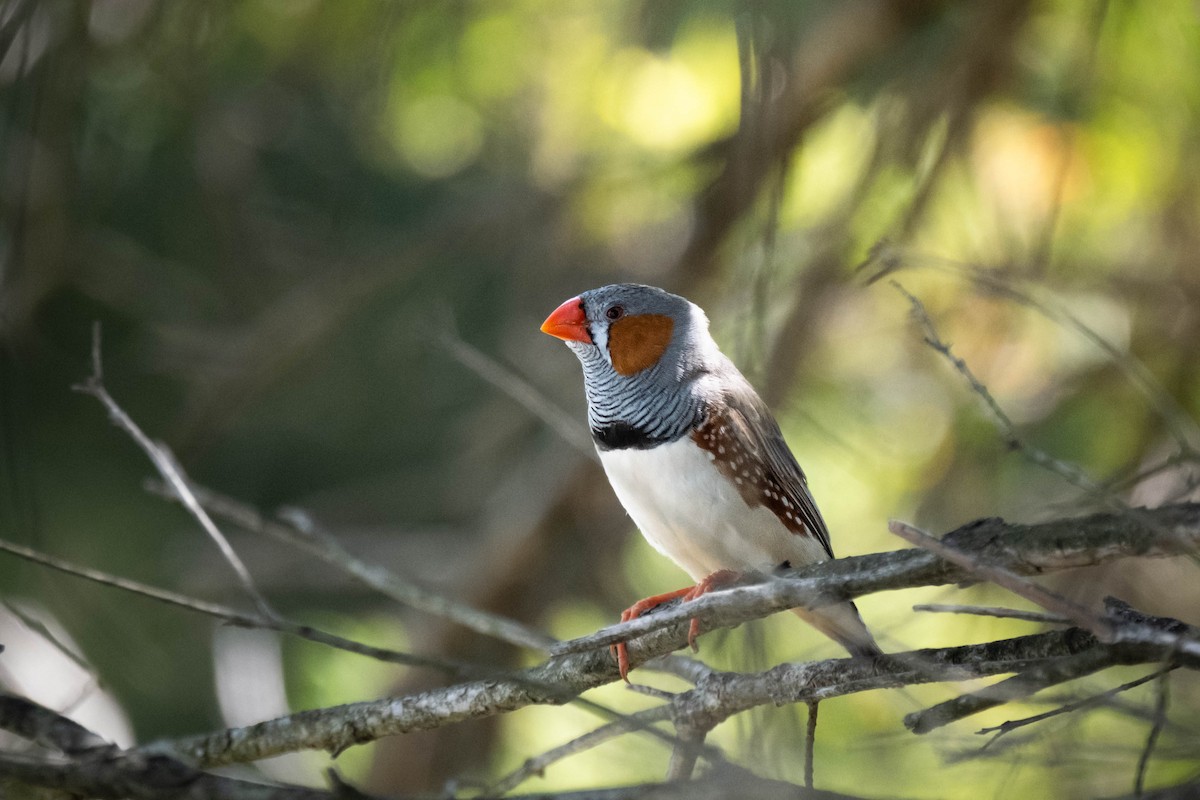 Zebra Finch - ML644957327