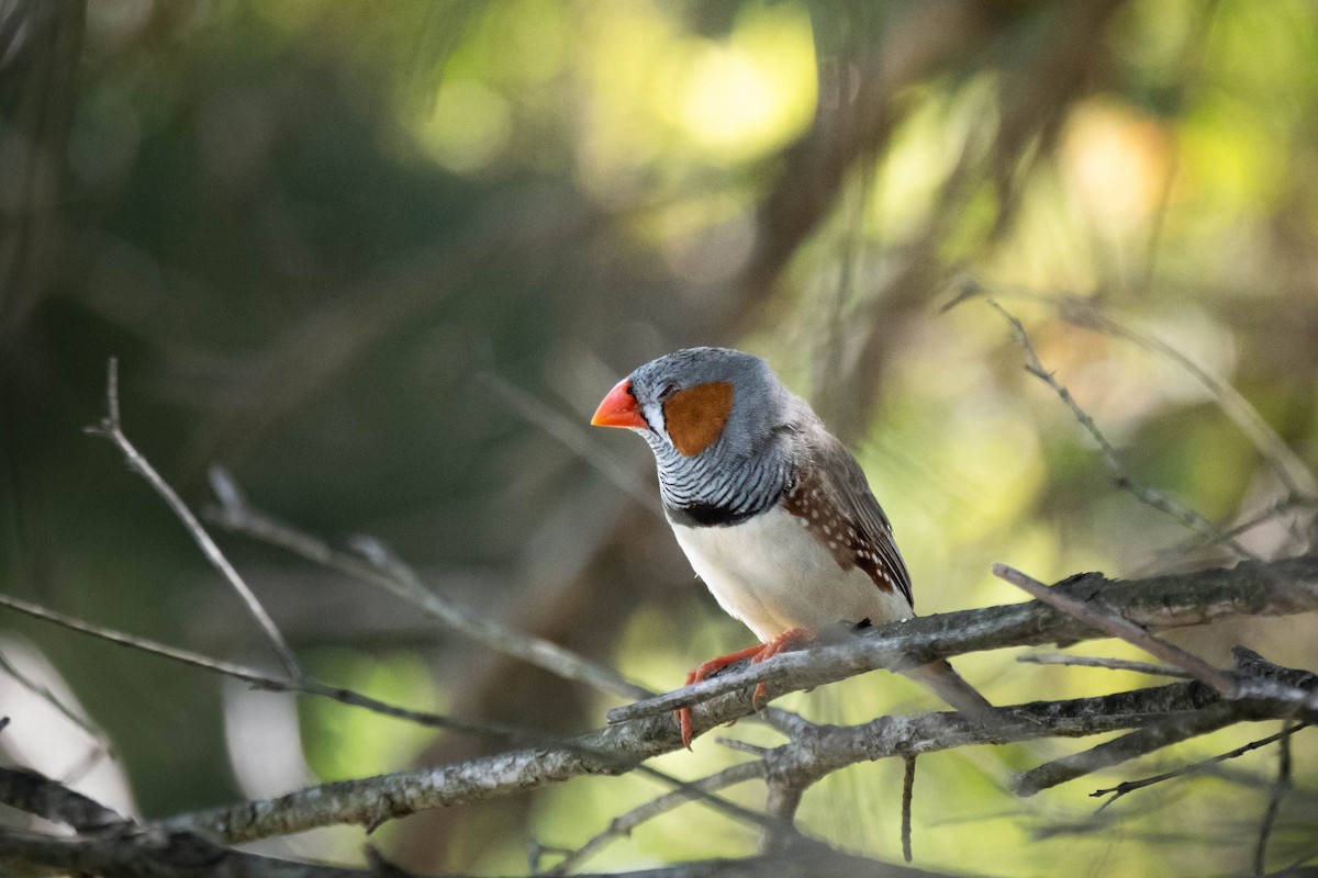 Zebra Finch - ML644957328