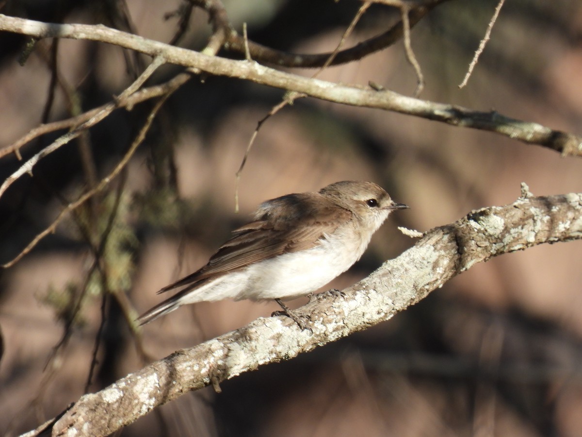 Miro enchanteur - ML644957344