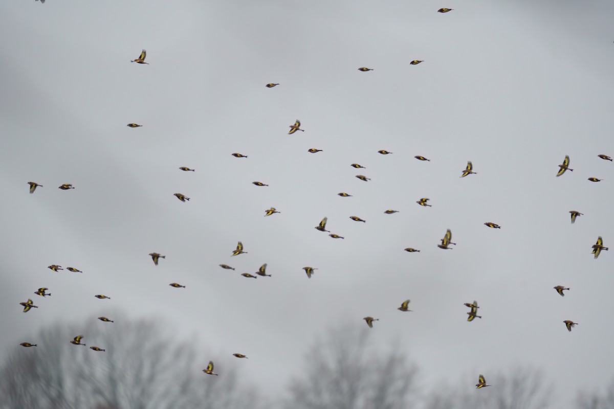 European Goldfinch - ML644957346