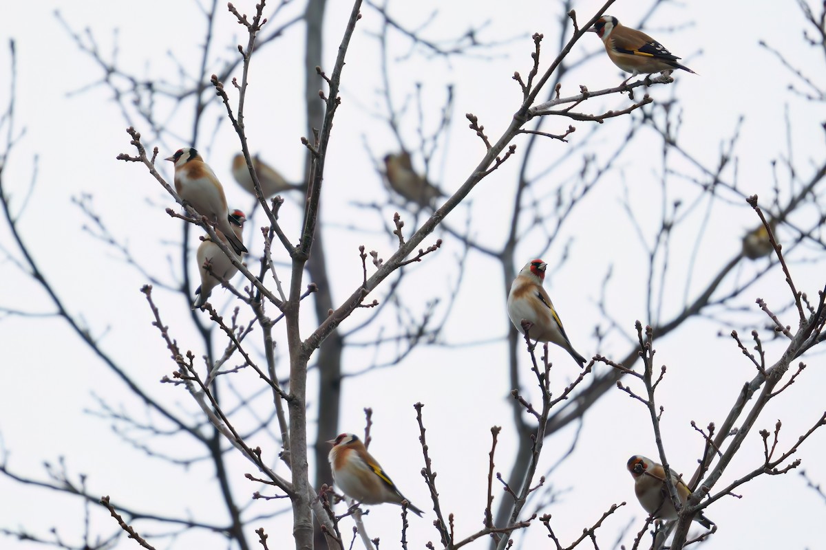 European Goldfinch - ML644957347